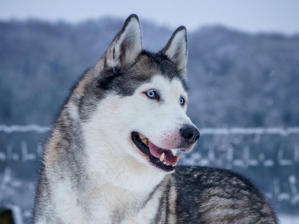 Три породи собак, яких не варто заводити звичайній людині. Хто обирає собі собаку вперше.
