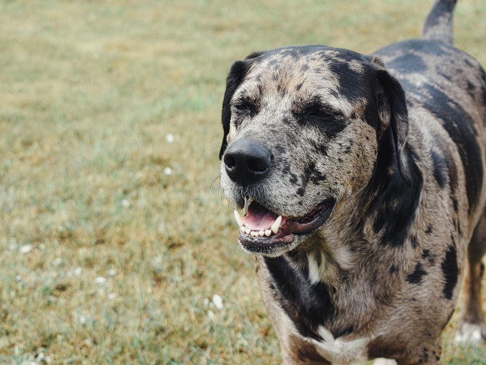 Три породи собак, яких не варто заводити звичайній людині. Хто обирає собі собаку вперше.
