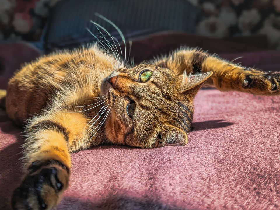 Чому Ваш котик спить на спині розкинувши лапи. Головне правило — не заважати.