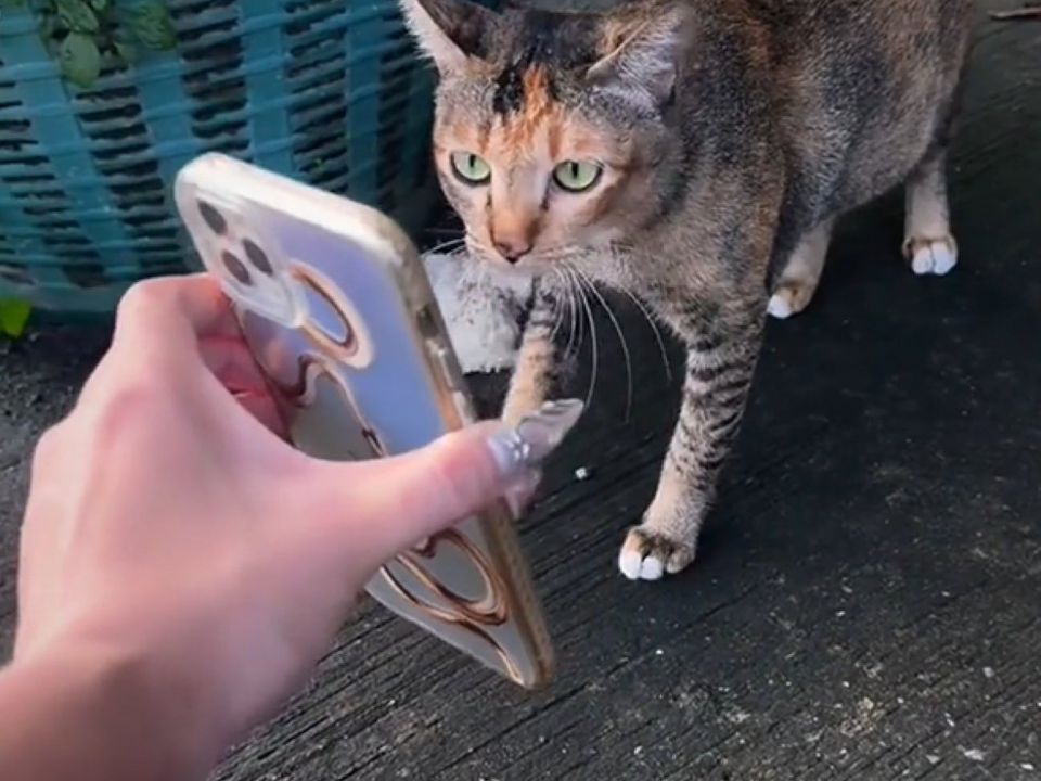 У Таїланді кішка загубилася, а її господиня попросила допомоги… у вуличних котів. Здається, вони організували власний пошуковий загін.