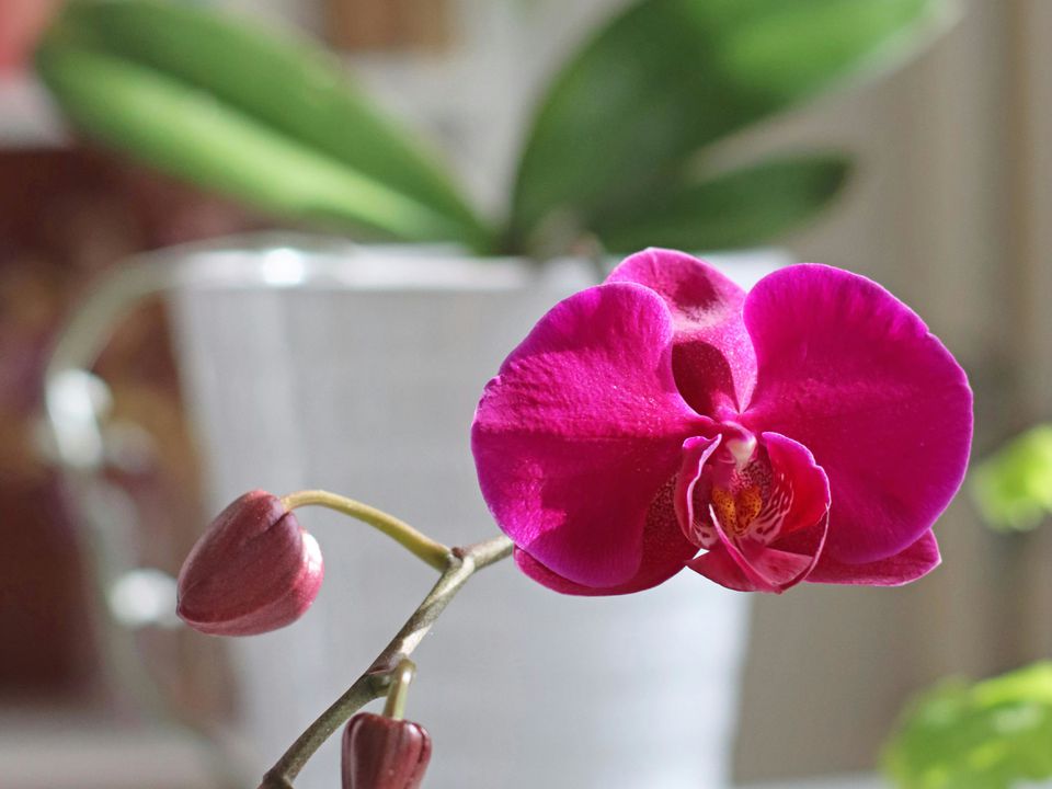 Полив орхідеї — справа тонка: що робити і чого ніколи не робити з водою. 5 поширених помилок у поливі орхідеї.