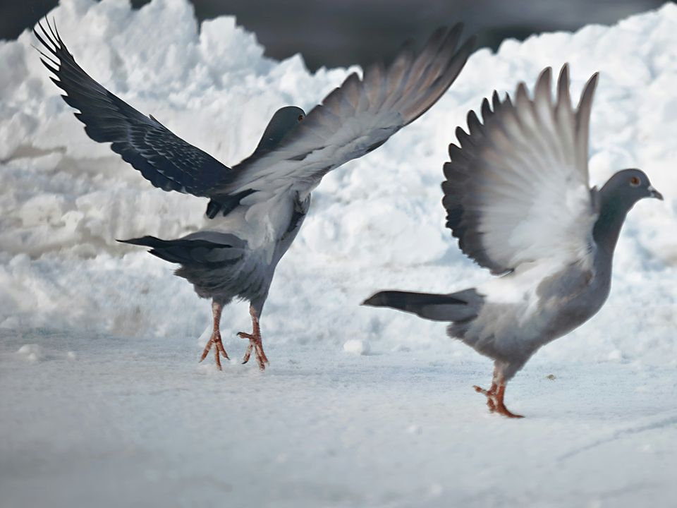 Усю зиму годував зграю голубів, і ось що сталося в результаті. Мій експеримент.