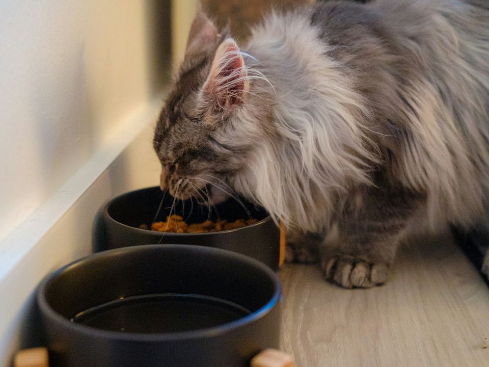 Коли саме потрібно змінювати корм, навіть якщо кішка проти. Причини, які іноді ігнорують власники котів.