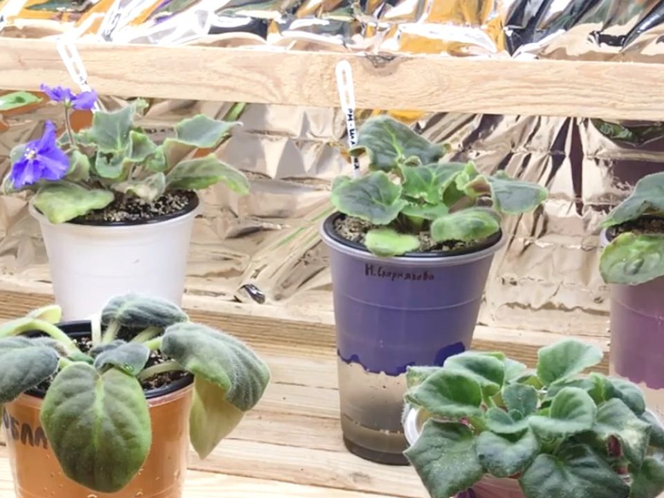 Чому у фіалки нижнє листя в'яне, стає м'яким і обвисає?. Здається, що може бути простіше, ніж доглядати за маленькою фіалкою?