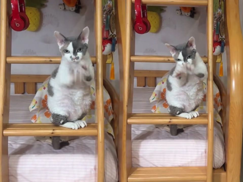 Він просто кликав корм, але виглядав так, ніби відкриває портал у паралельний світ. Корм прийди!