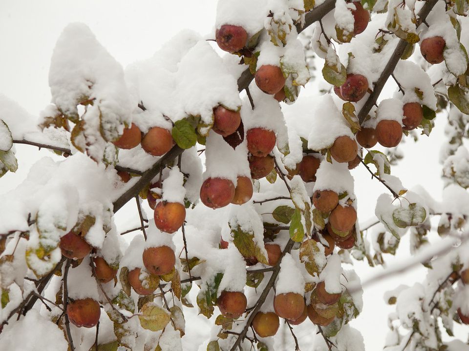 Чому яблуня не скидає листя восени — і як допомогти дереву спокійно «заснути» взимку. Головні причини затримки листопаду.