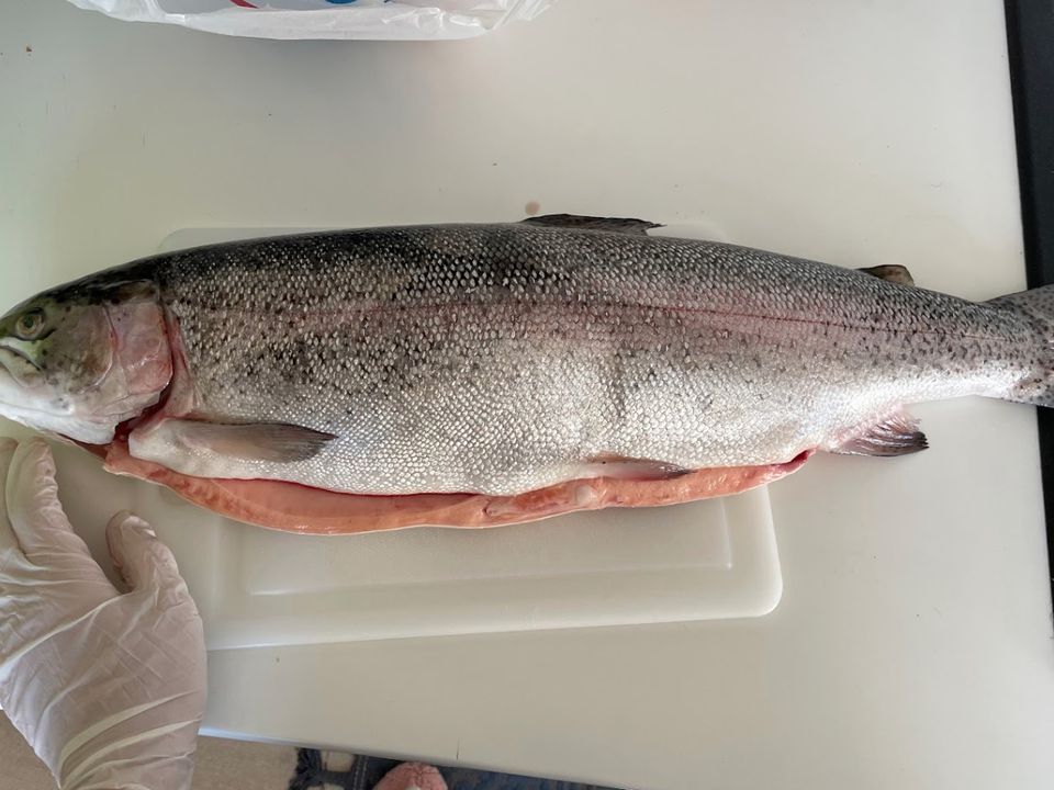 Найпростіший спосіб засолити червону рибу. Корисні поради. Як самому засолити рибу?