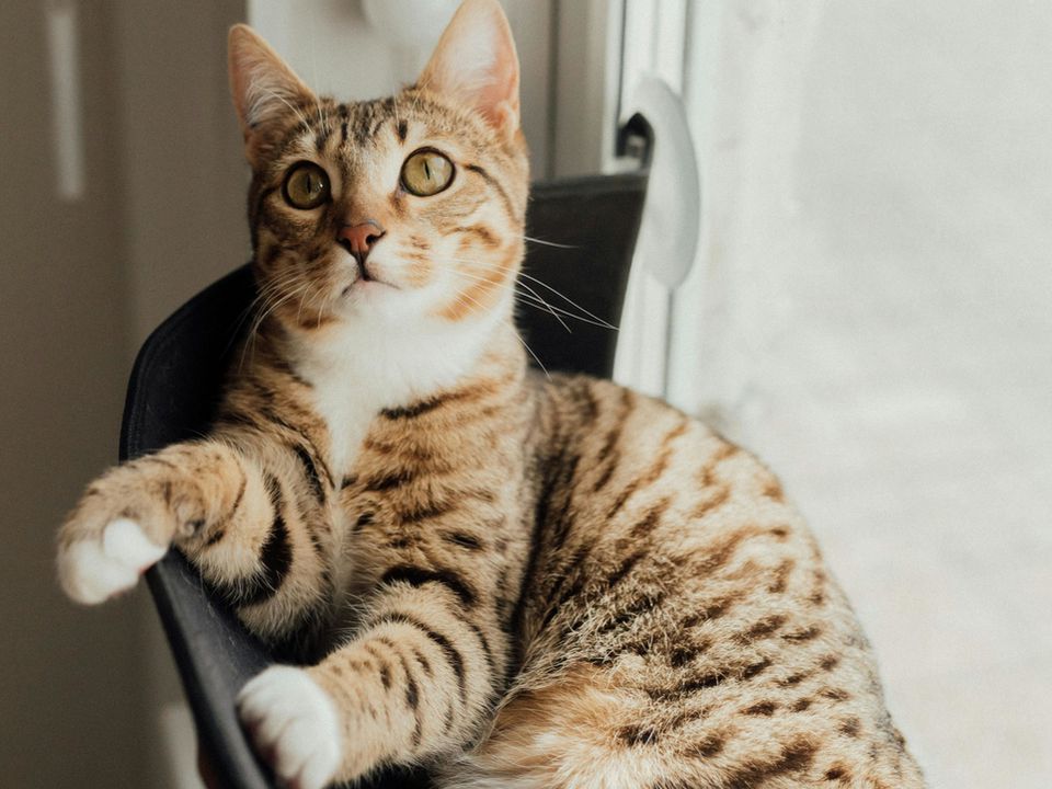 Як зробити дім справжнім раєм для кота: прості поради, які врятують ваш диван і нерви. Дім, де мурчить комфорт.