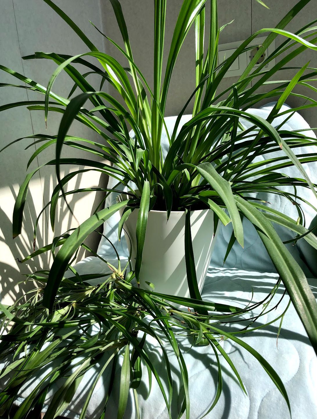 Мій хлорофітум — зелений вихованець із характером: чому я вагаюся, чи зрізати йому вуса. Обрізати чи залишити — що радять квітникарі.