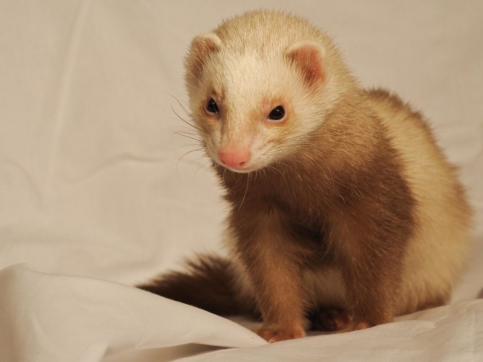 Як покинутий звір знайшов свою 80-річну господиню. Історія про покинуте звірятко.