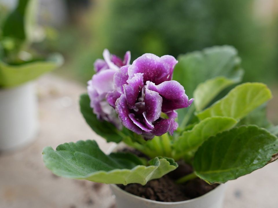 Фіалки не прощають помилок: 5 речей, які непомітно знищують красуню на вашому підвіконні. Головні вороги фіалок, через які вони перестають цвісти.