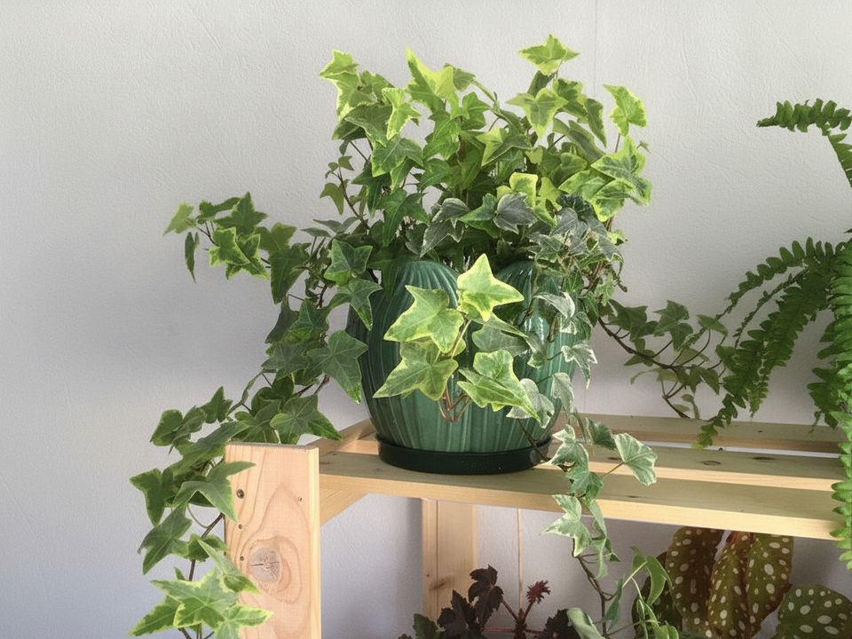 Як виростити кімнатний плющ. Поради.