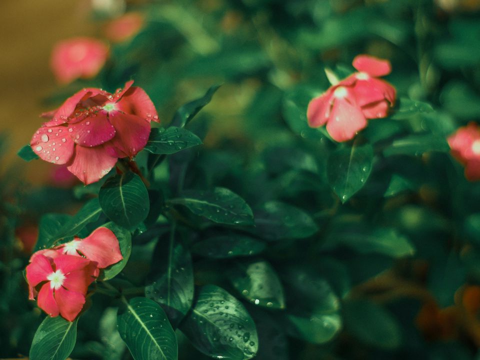 Катарантус: розкішний незнайомець з характером тропіканки. Цей близький «родич» барвінка — справжня вибухова суміш невибагливості та екзотичної краси, здатна перетворити ваш балкон на філію Маямі.