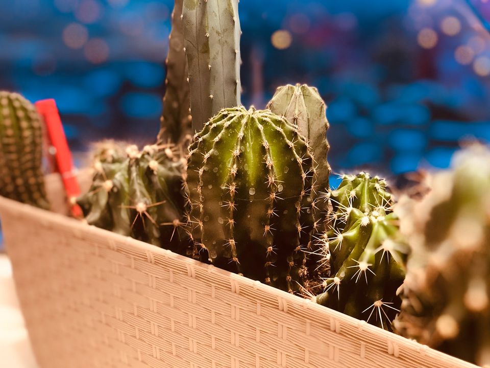 Жовтіє кактус: чому це трапляється навіть у досвідчених квітникарів і як швидко врятувати рослину. Ознаки неправильного догляду.
