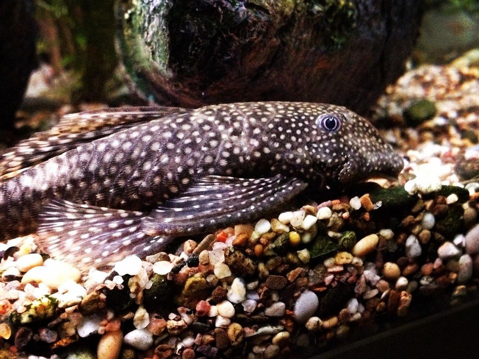 "Таємниці сомика": Навіщо анциструс сидить біля фільтра, чи потрібно його годувати та інші питання. Корисна інформація для акваріумістів-початківців.