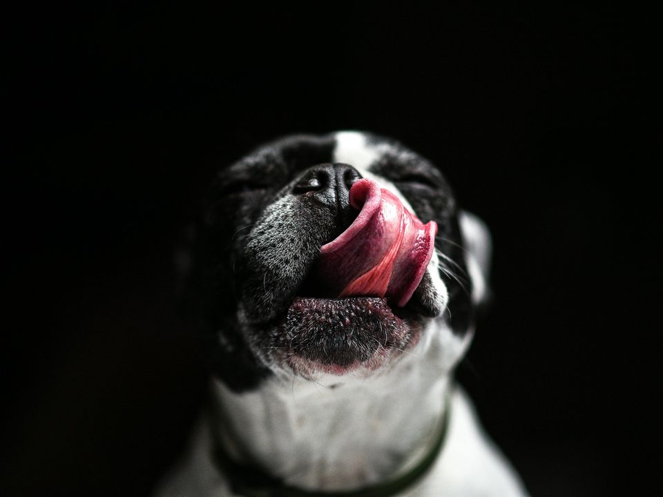 Дозволяти чи ні собаці облизувати обличчя господаря?. Почнемо з того, що я не дозволяю собакам себе вилизувати без дозволу.