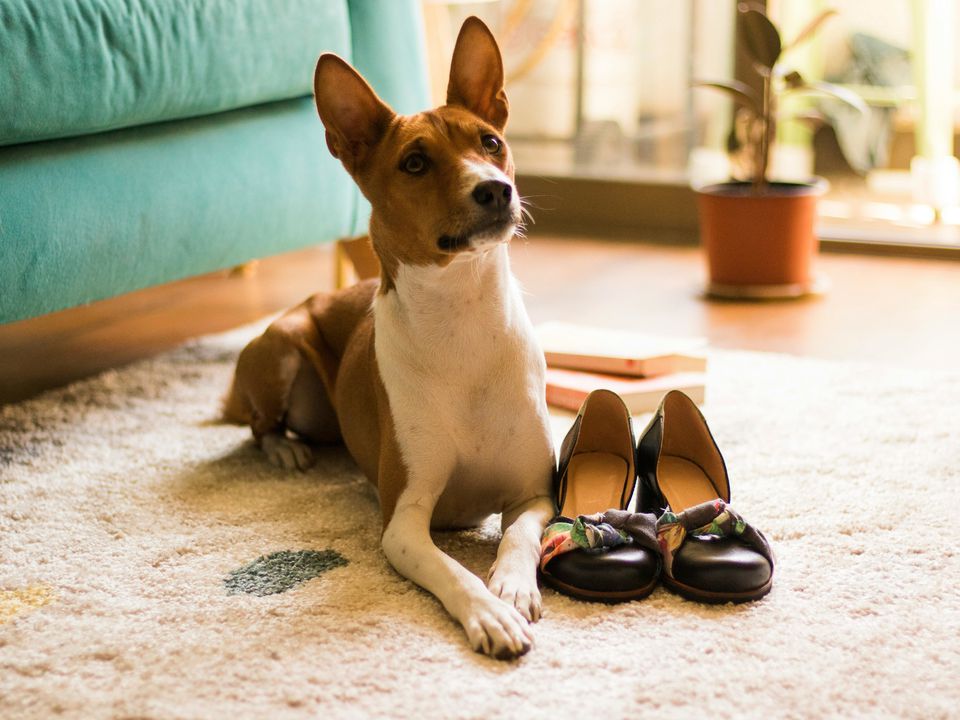 Басенджі: Їх називають ідеальною породою для дітей, але насправді з ними поводяться обережно навіть кінологи. Басенджі схожі на сучасних зірок. Вони витворяють усяке, а їх усе одно хвалять!