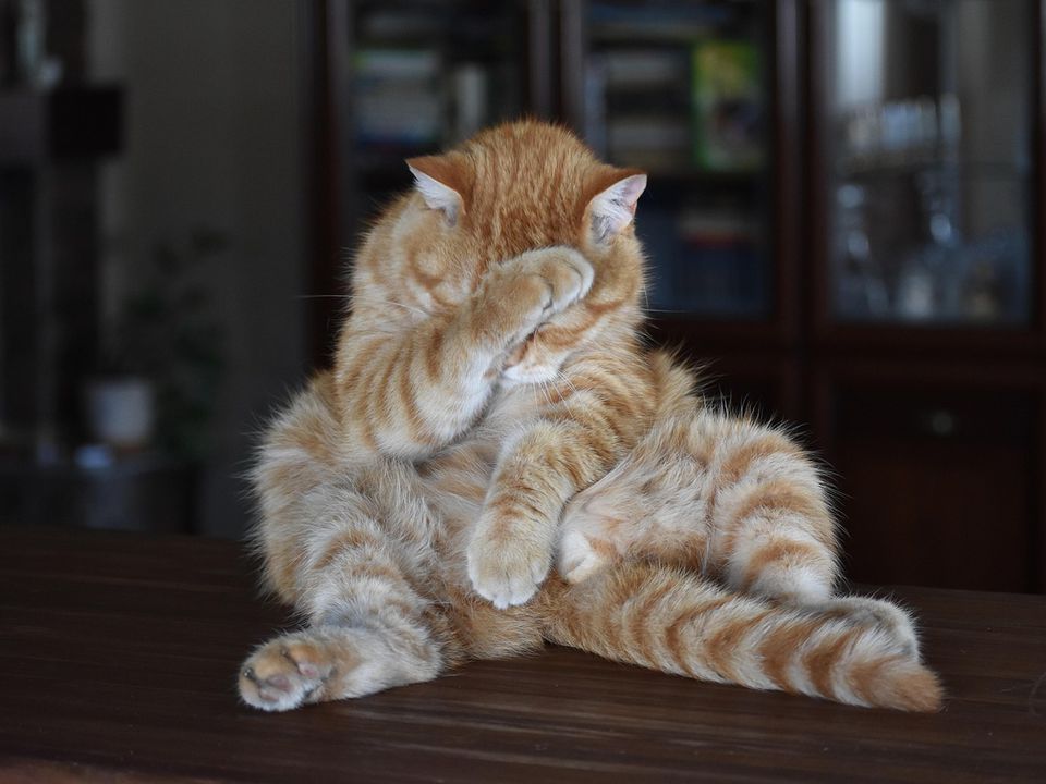 Ваш кіт – не експерт з якості ковбаси. І ось чому. Чому безглуздо давати котам куштувати ковбасу і котлети.