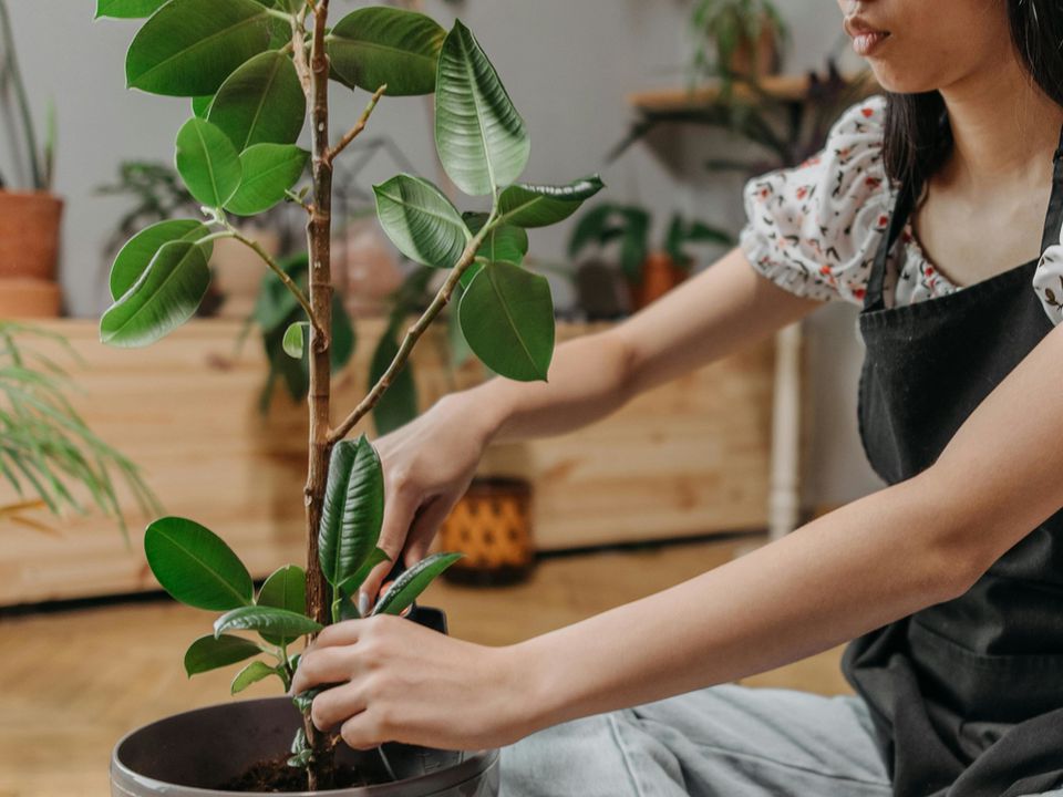 Як успішно розмножити фікус живцями і отримати сильну рослину без зайвих помилок та втрат. Підходить навіть новачкам і завжди дає результат.