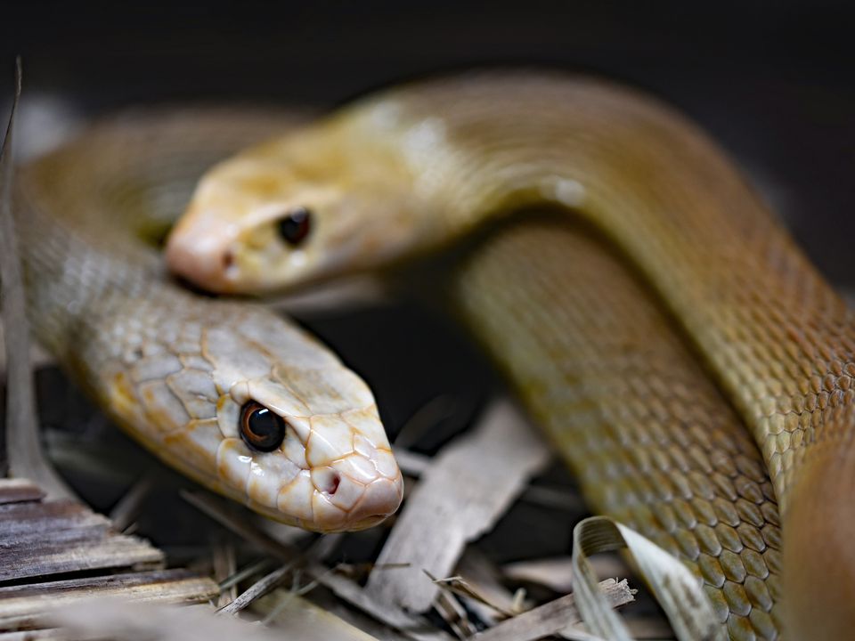 Як у зоомагазині здогадаються, що відвідувач купує тварину на корм змії. І яким буде вирішальний аргумент у розмові.