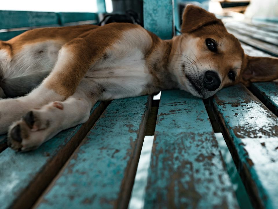 Чому у безпритульних собак переважно звислі вуха та про що це свідчить. Цікаве спостереження.