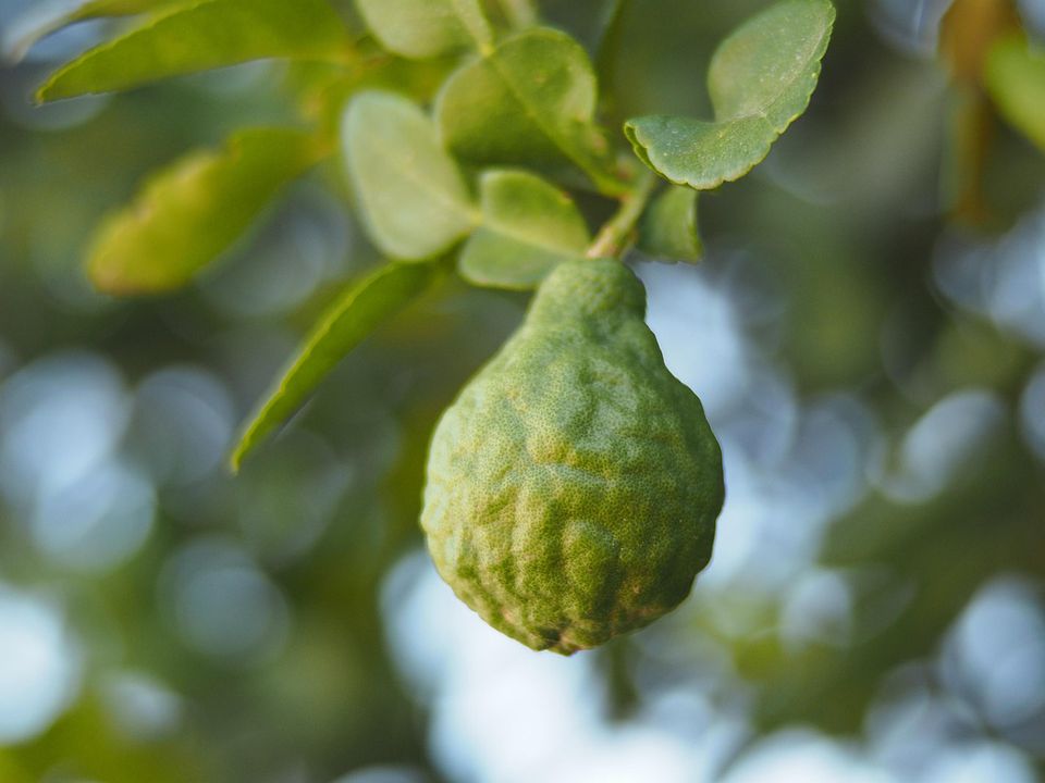 Як сполуки бергамоту допомагають боротися з ожирінням у печінці. Результати нового дослідження.