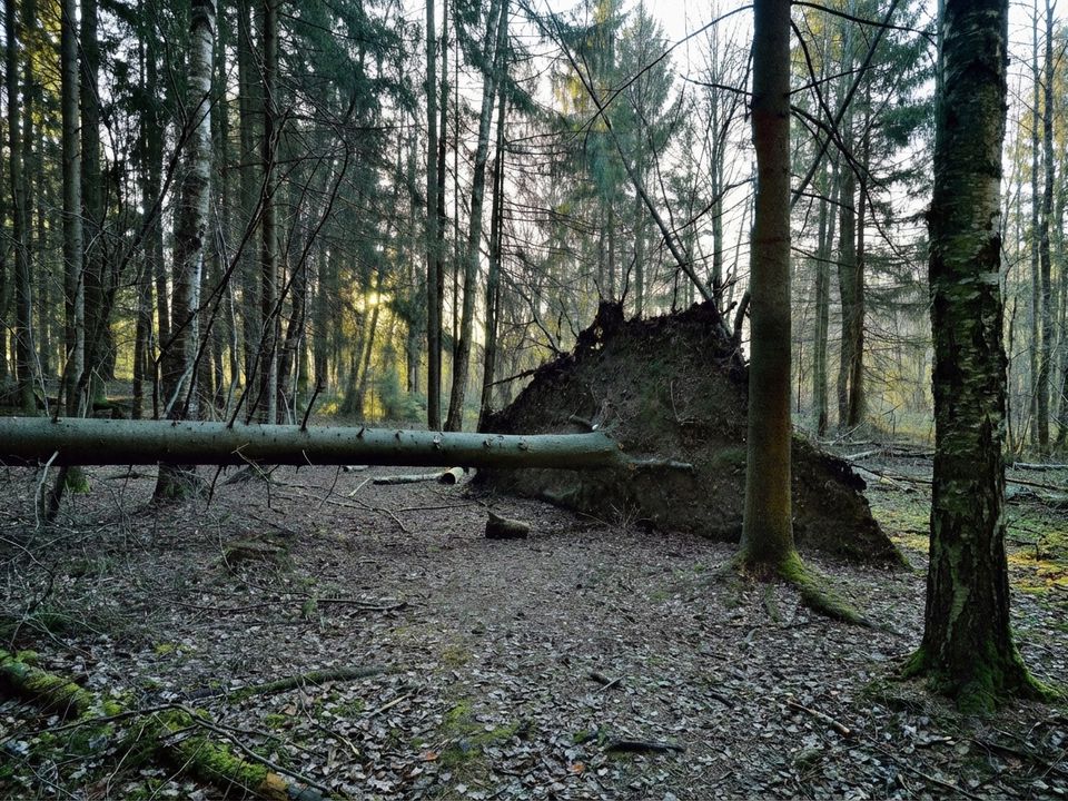 Небезпека повалених дерев: Підступна лісова пастка, про яку знають далеко не всі. Чому не варто підходити до вивернутого кореня.