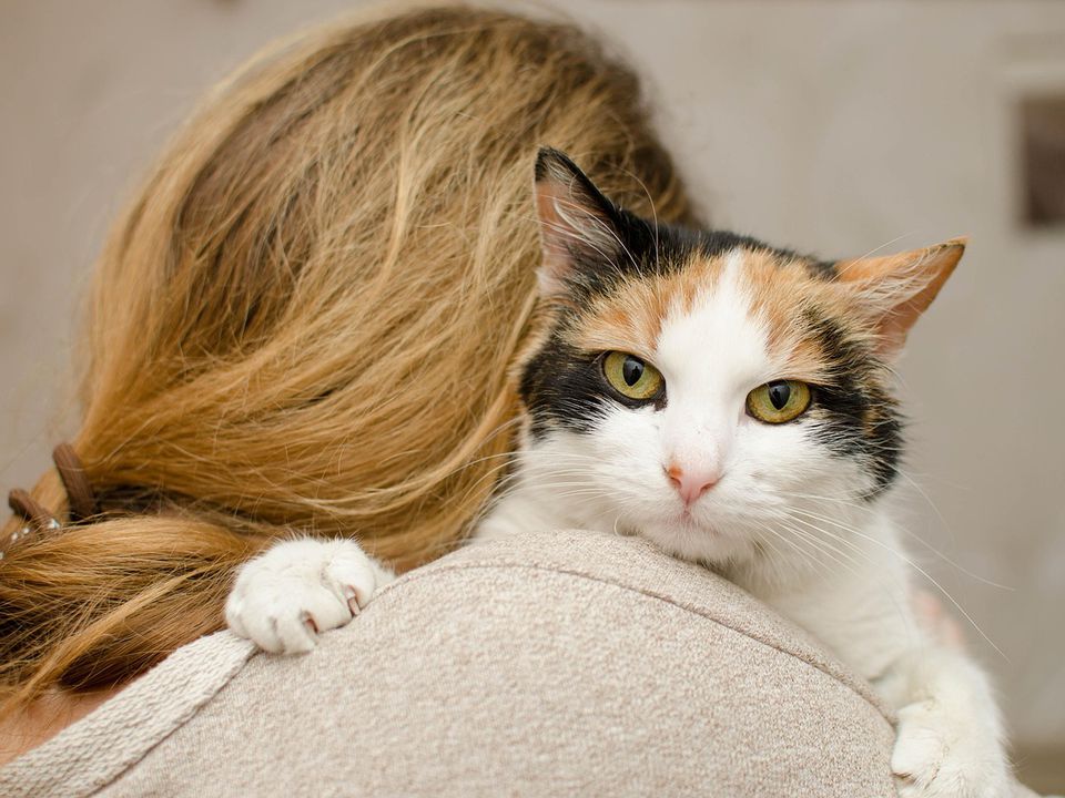 Що вона хоче цим сказати? Навіщо кішка хапає людину за руку лапами, не випускаючи кігтів. Якщо кішка хапає зубами і кігтями – тут все зрозуміло, але коли це захоплення м'якими лапками, що це означає?