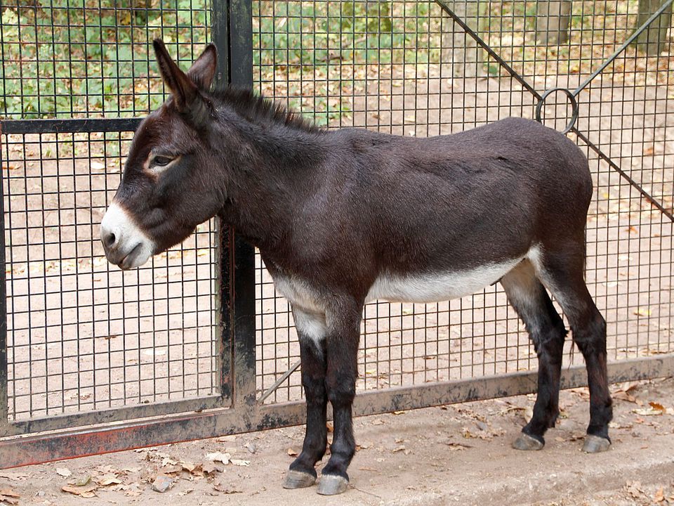 Осел: Тварина з подвійним, а то й потрійним дном, і не кожне з цих "днин" вам сподобається. Які у ослів є особливі здібності?