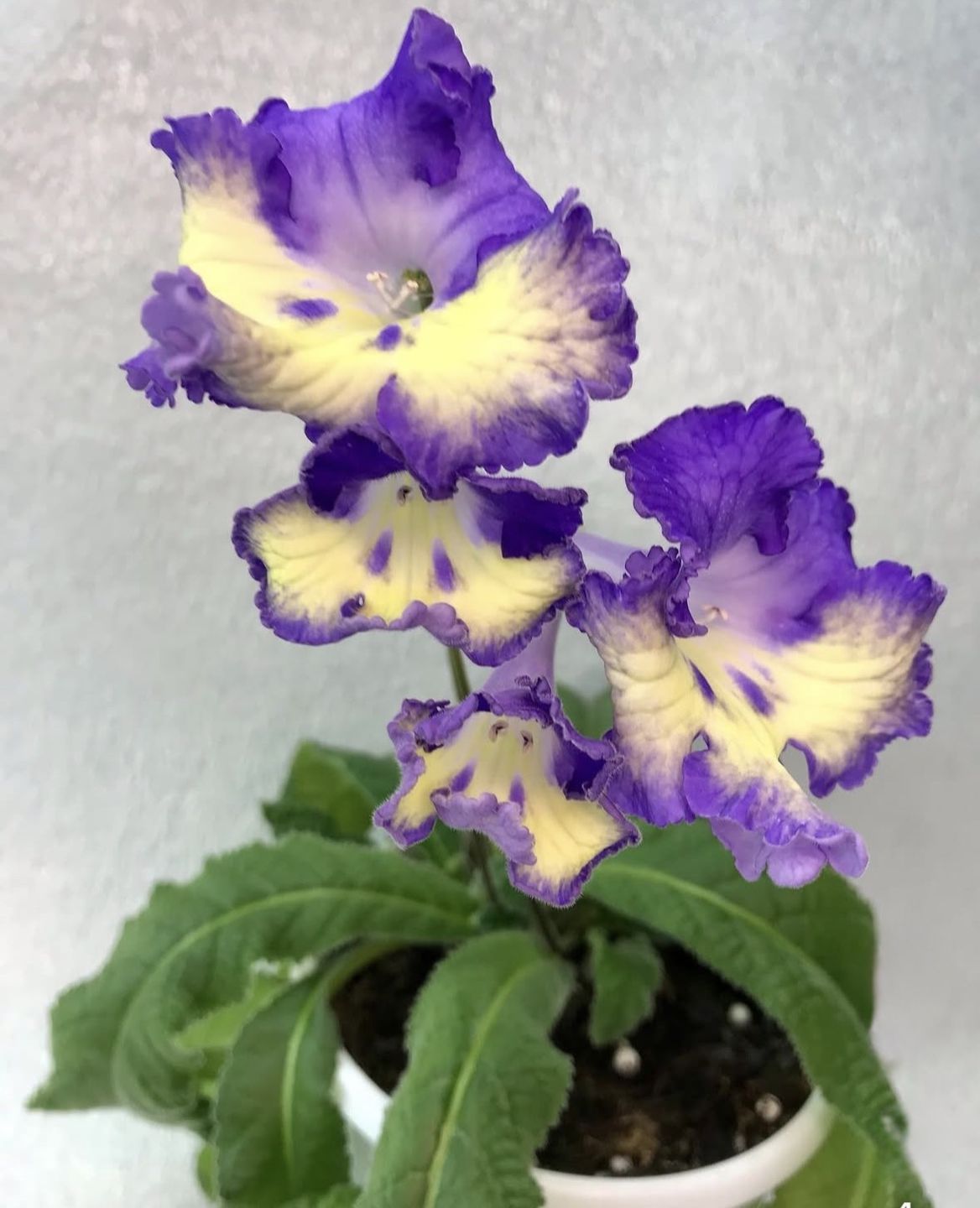 Кімнатні рослини для темних приміщень. Ми склали добірку культур, які добре переносять нестачу сонця.