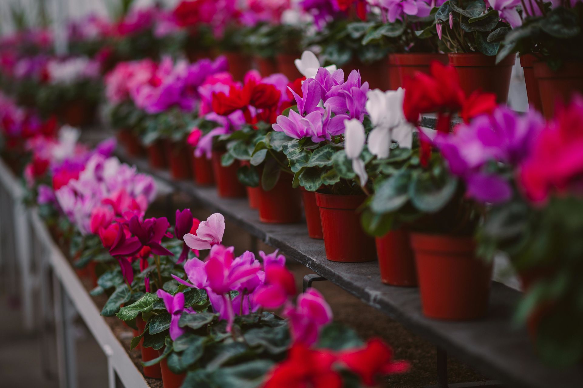 Кімнатні рослини для темних приміщень. Ми склали добірку культур, які добре переносять нестачу сонця.