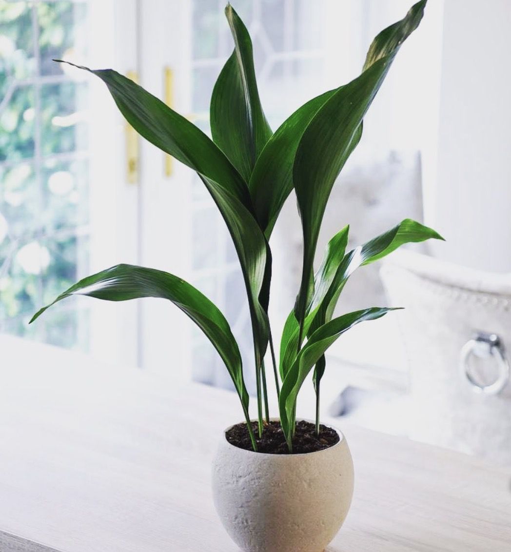 Кімнатні рослини для темних приміщень. Ми склали добірку культур, які добре переносять нестачу сонця.