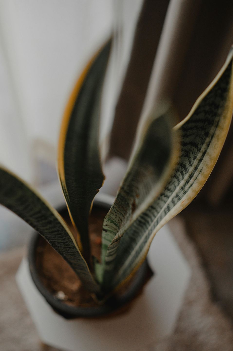 Кімнатні рослини для темних приміщень. Ми склали добірку культур, які добре переносять нестачу сонця.