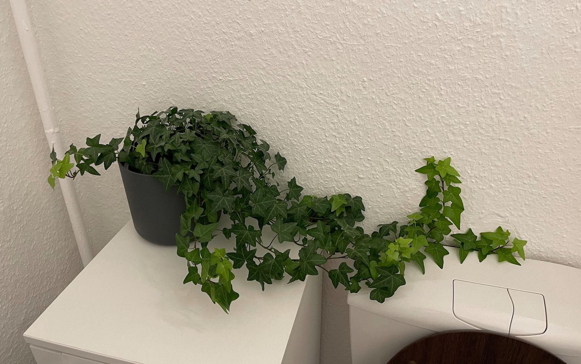 Кімнатні рослини для темних приміщень. Ми склали добірку культур, які добре переносять нестачу сонця.