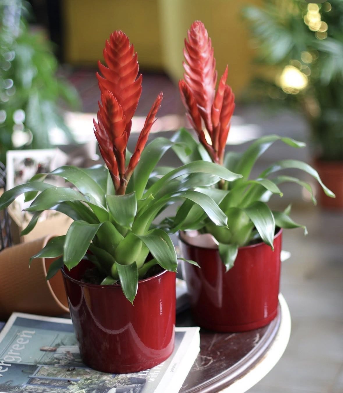 Кімнатні рослини для темних приміщень. Ми склали добірку культур, які добре переносять нестачу сонця.