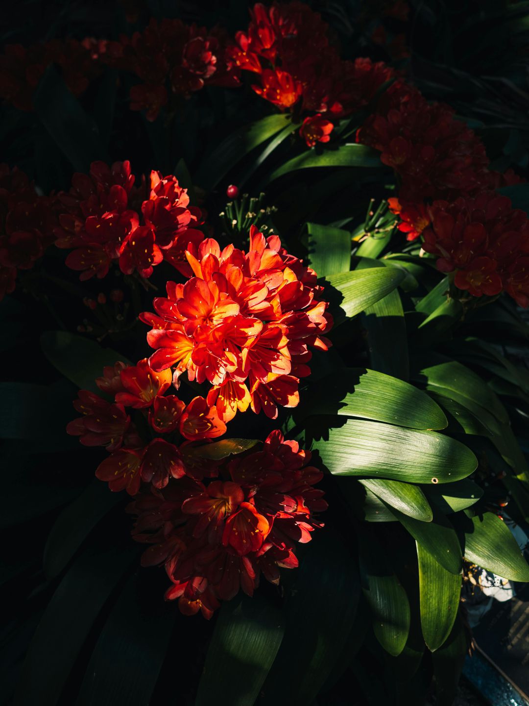 Кімнатні рослини для темних приміщень. Ми склали добірку культур, які добре переносять нестачу сонця.