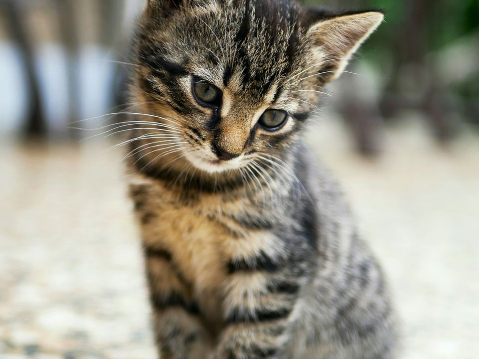 Мордочкою в калюжу — чому так не можна привчати кошеня до туалету, і як можна. Як привчити кошеня до лотка.