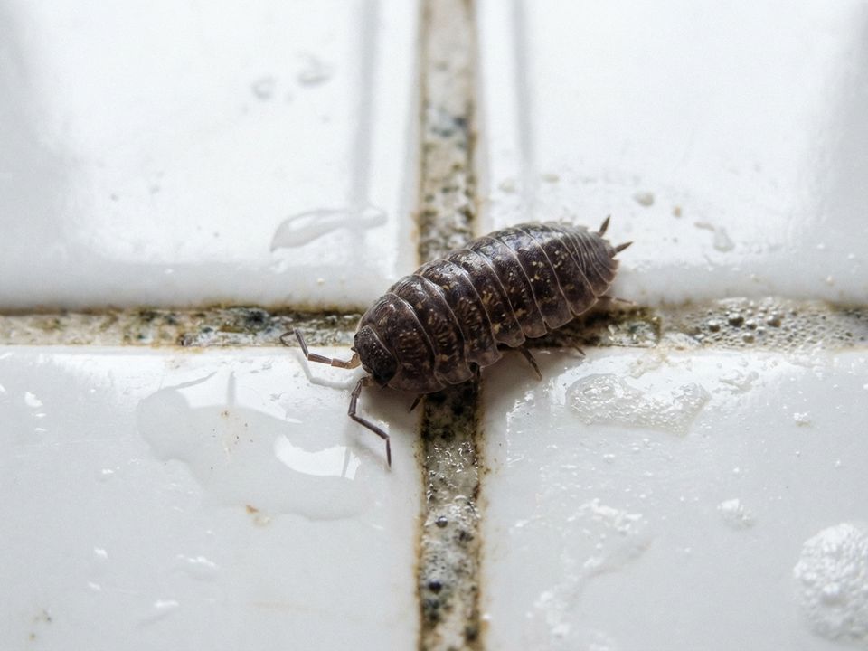 Як позбутися мокриць та чешуйниць у ванній кімнаті. Помітили на підлозі у ванній дрібних повзаючих комах, не схожих на тарганів?