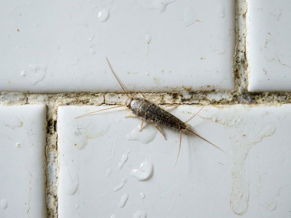 Як позбутися мокриць та чешуйниць у ванній кімнаті. Помітили на підлозі у ванній дрібних повзаючих комах, не схожих на тарганів?