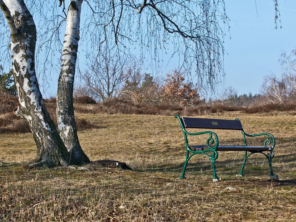 Небезпечні дерева, які не варто садити на своїй ділянці. Коли садили — про майбутнє не думали.