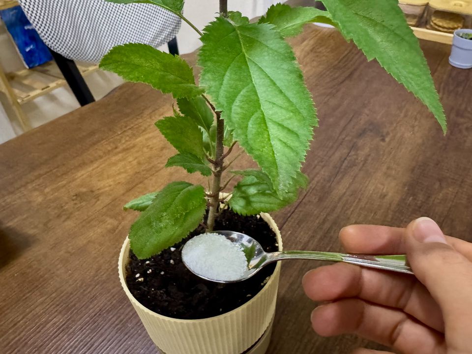 Підживлення кімнатних квітів та розсади цукром — міф чи правда?. Цукрова вода для підживлення рослин — одна з популярних городніх порад. Але чи варто дійсно до неї вдаватися?