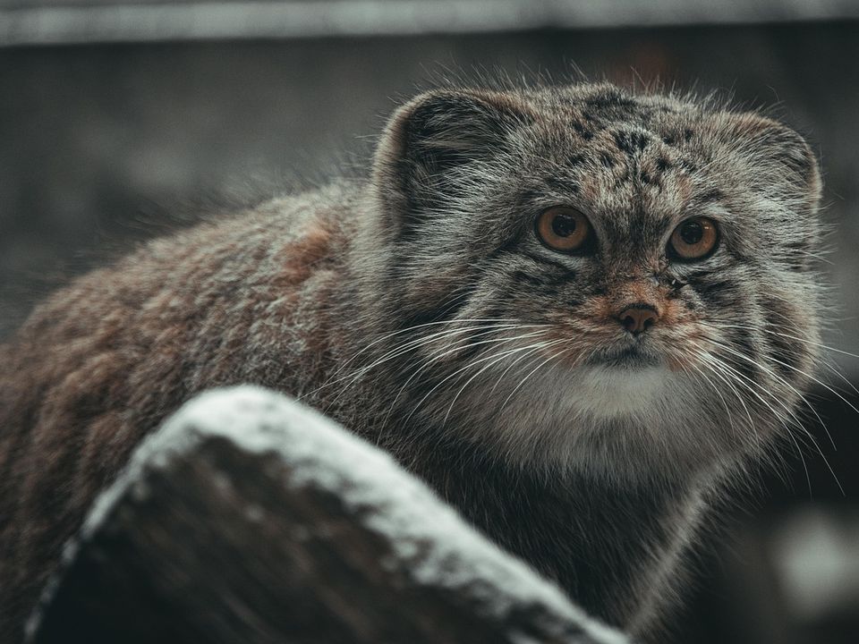 Манул: Кіт, якого неможливо одомашнити. Манул — це дикий звір, а не мила іграшка, і його місце в дикій природі, а не у квартирі.