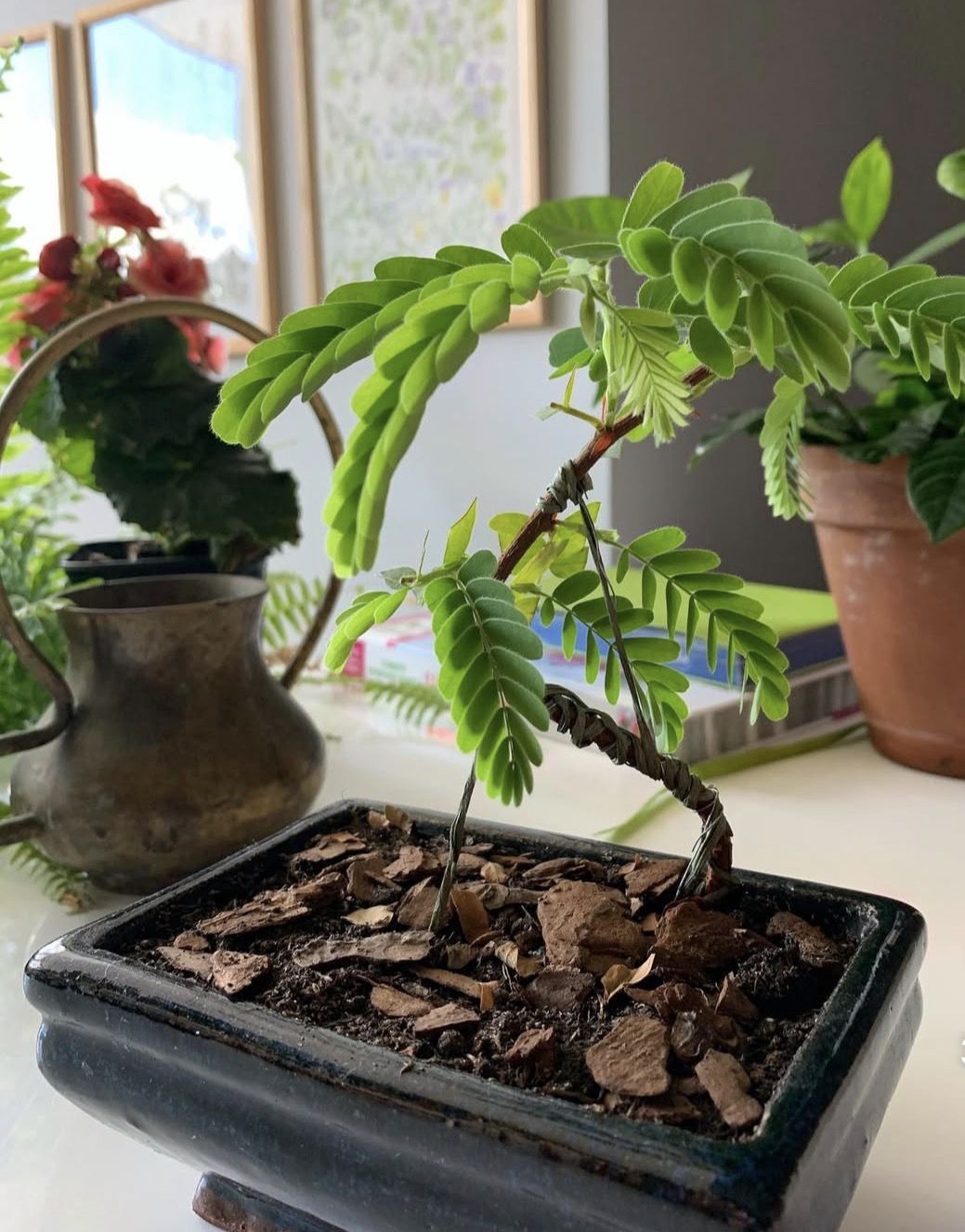 9 рослин, які можна виростити вдома з кісточок: фінік, персик, пасифлора, фейхоа, кава, пітахайя. Моє захоплення кімнатними рослинами почалося ще в дитинстві.