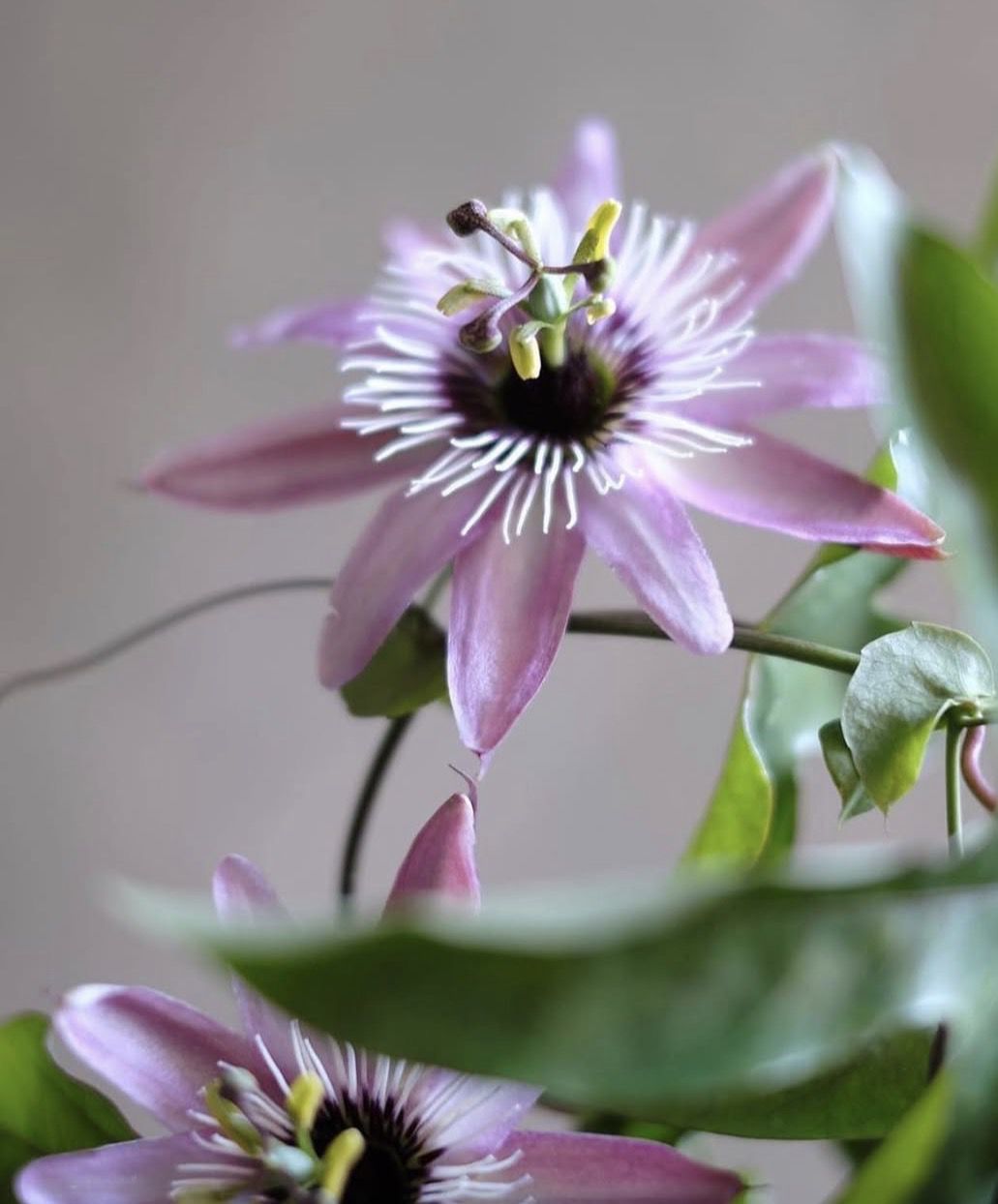 9 рослин, які можна виростити вдома з кісточок: фінік, персик, пасифлора, фейхоа, кава, пітахайя. Моє захоплення кімнатними рослинами почалося ще в дитинстві.