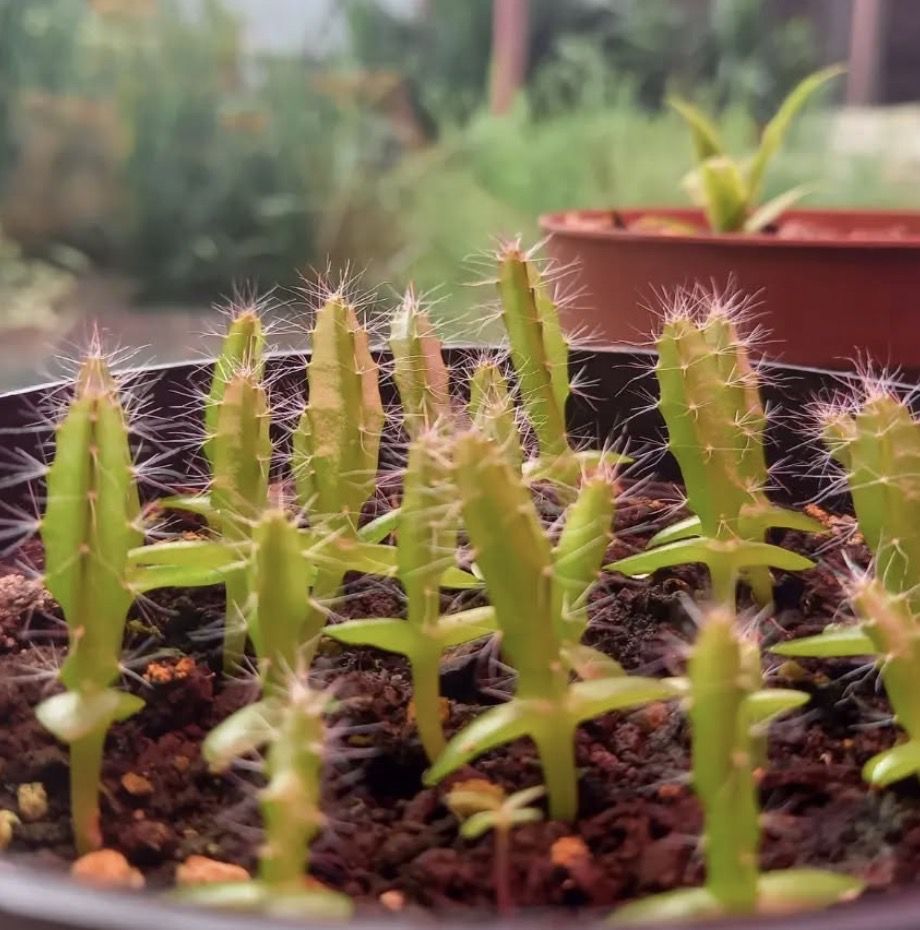 9 рослин, які можна виростити вдома з кісточок: фінік, персик, пасифлора, фейхоа, кава, пітахайя. Моє захоплення кімнатними рослинами почалося ще в дитинстві.