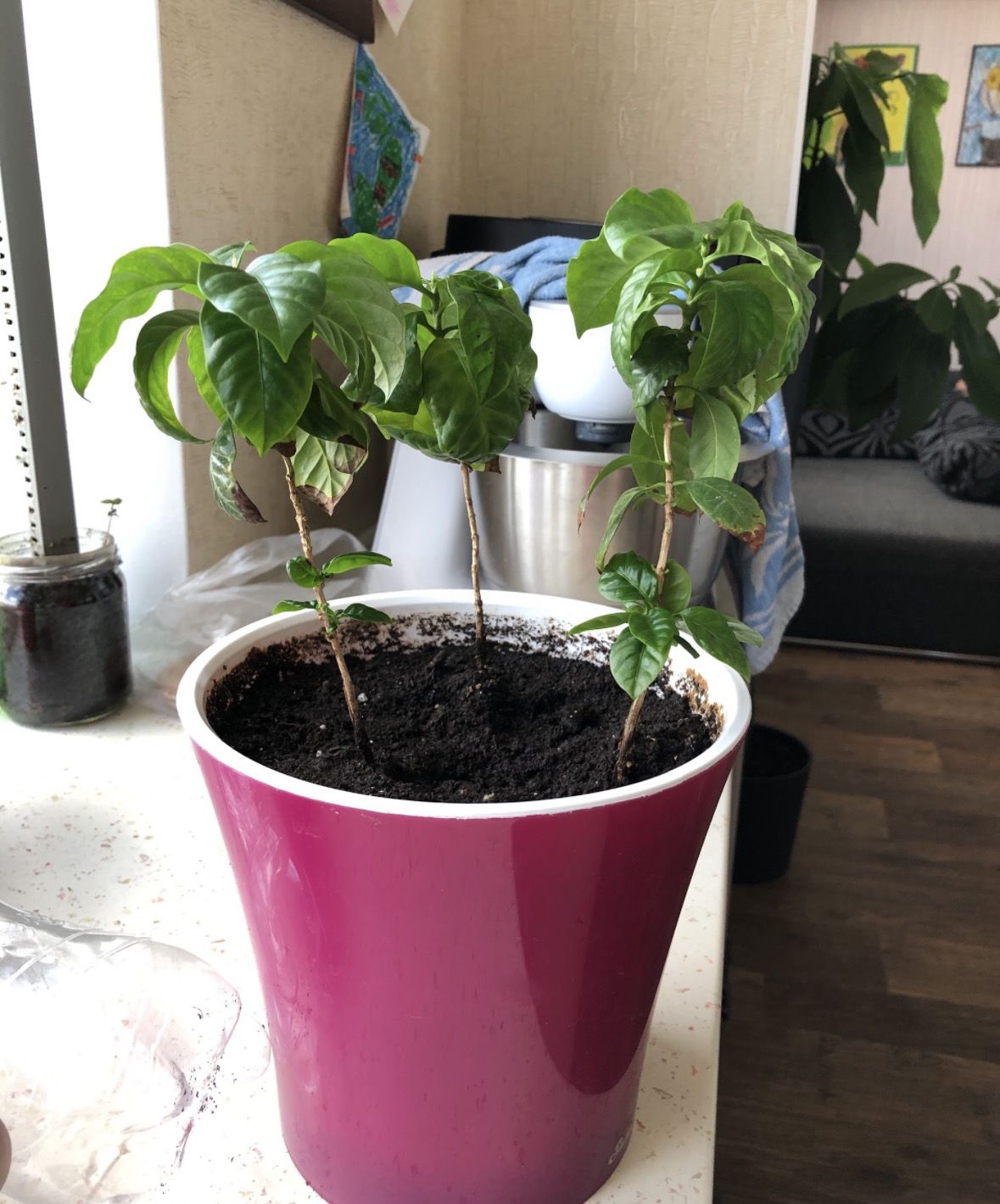 9 рослин, які можна виростити вдома з кісточок: фінік, персик, пасифлора, фейхоа, кава, пітахайя. Моє захоплення кімнатними рослинами почалося ще в дитинстві.