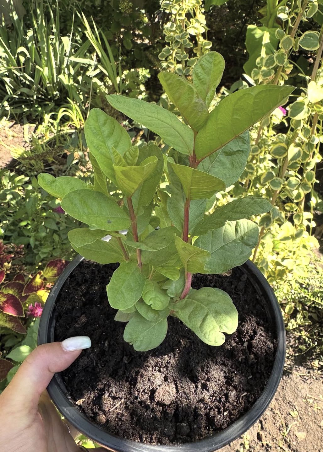 9 рослин, які можна виростити вдома з кісточок: фінік, персик, пасифлора, фейхоа, кава, пітахайя. Моє захоплення кімнатними рослинами почалося ще в дитинстві.