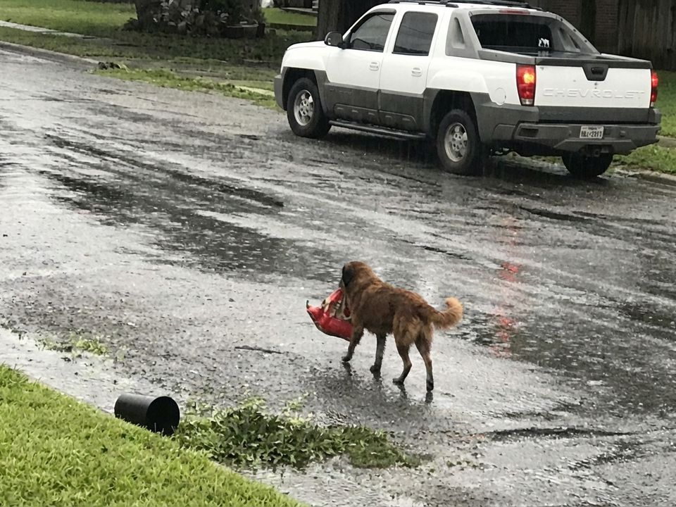 Пес притягнув зі смітника згорток у найближче подвір'я і став героєм для цілого міста. Історія з життя.