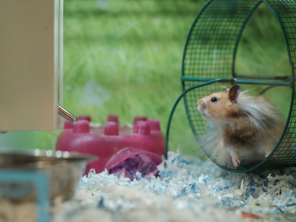 Три речі з зоомагазину, які я не раджу купувати для хом'яків, шиншил, щурів, тхорів, свинок та інших дрібних домашніх звірят. Вони можуть нашкодити тваринам.