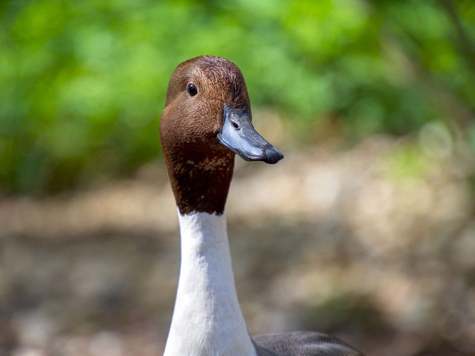 Втікла домашня качка, чи зможе вона вижити серед диких родичів?. Реальна ситуація, з якою стикаються домашні качки, що опинилися на волі.